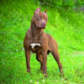 chanel mathis pitbulls